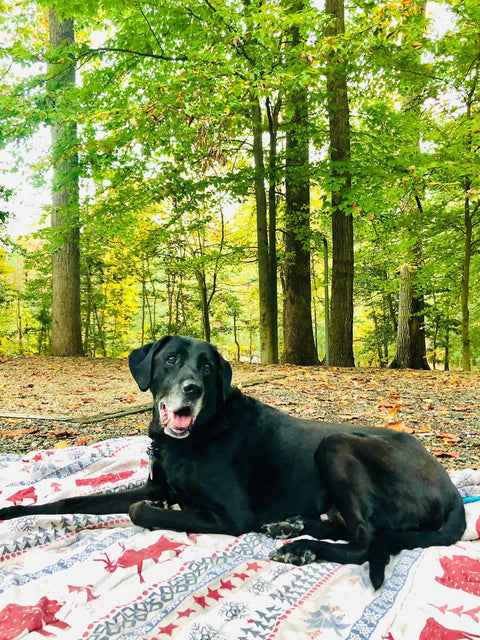 Photo of BOSS, the dog BOSSDOG Glue Company™ is named after